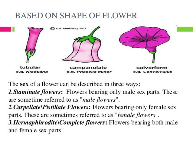sex o flower Phone chat for bbw